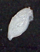 Spiroloculina antillarum d'Orbigny, 1839 Zanzibar Spiroloculina antillarum d'Orbigny, 1839 Zanzibar
