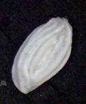 Quinqueloculina subcutanea Cushman,1921 Zanzibar