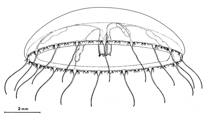 Helgicirrha cornelii from_Bouillon (1984b)