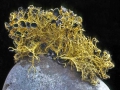 Usnea antarctica