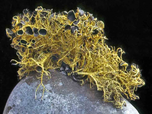 Usnea antarctica Usnea antarctica