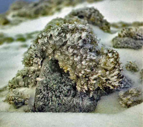 Usnea sp. Usnea sp.