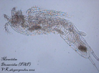 Diosaccidae Diosaccidae