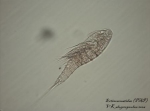 Copepoda