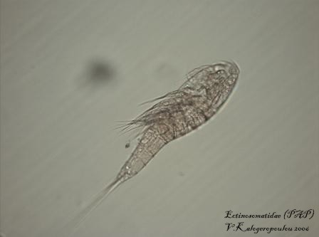 Ectinosomatidae Ectinosomatidae