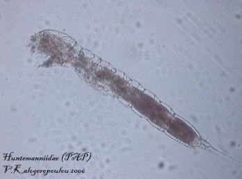 Huntemanniidae Huntemanniidae