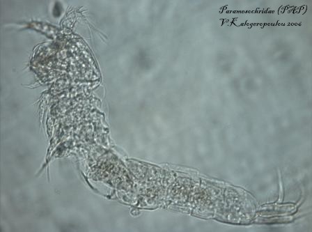 Paramesochridae Paramesochridae