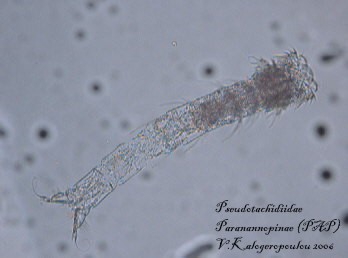 Paranannopidae Paranannopidae