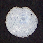 Sorites orbicularis Ehrenberg,1839 -Zanzibar