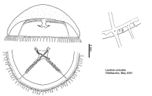 Laodicea undulata from Mediterranean