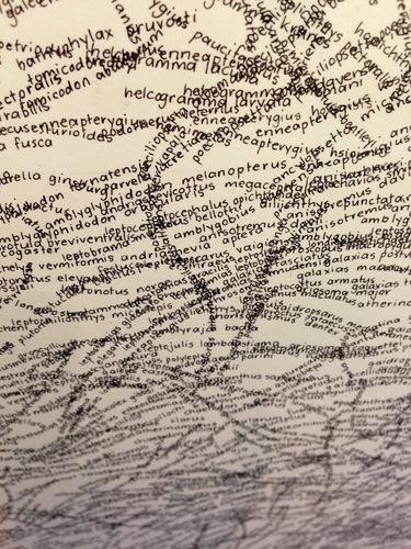 All fish names from WoRMS in an impressive artwork