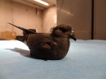Stormvogeltje (Hydrobates pelagicus)