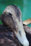 Eider (Somateria mollissima)
