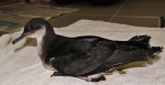 Noordse pijlstormvogel (Puffinus puffinus)