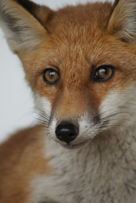 Rode vos (Vulpes vulpes)