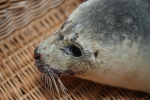 Gewone zeehond (Phoca vitulina)