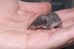 Huisspitsmuis (Crocidura russula)