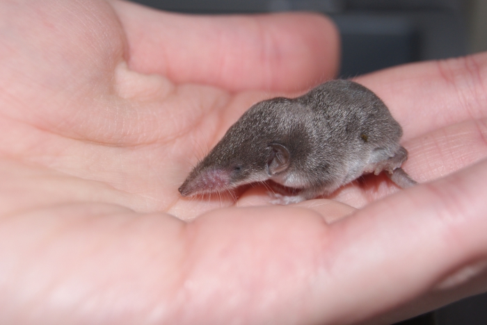 Huisspitsmuis (Crocidura russula)