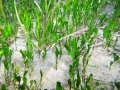 Caulerpa prolifera