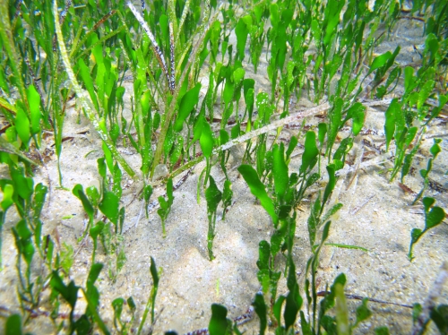 Caulerpa prolifera Caulerpa prolifera