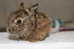 Europese haas (Lepus europaeus)