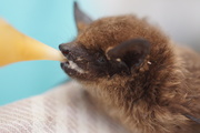 Laatvlieger (Eptesicus serotinus), author: Deryckere, Michael