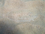 Pleuronectiformes