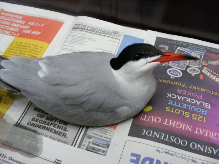 Visdief (Sterna hirundo)
