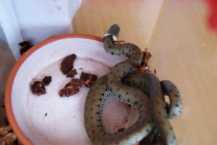 Ringslang (Natrix natrix)