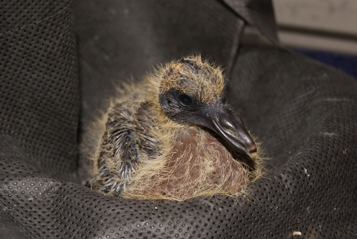 Jonge Houtduif (Columba palumbus)