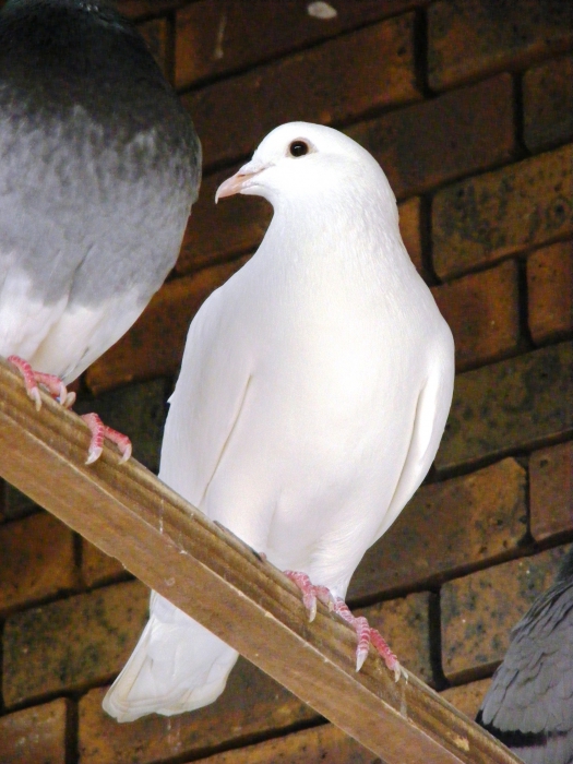 Stads- en Reisduif (Columba livia forma domestica)
