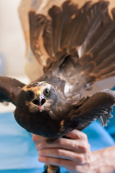 Bruine kiekendief (Circus aeruginosus)