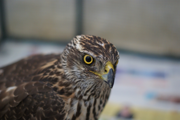Havik (Accipiter gentilis)