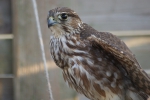 Smelleken (Falco columbarius)