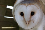 Kerkuil (Tyto alba)