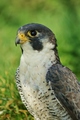 Slechtvalk (Falco peregrinus), author: Deryckere, Michael