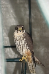 Boomvalk (Falco subbuteo)