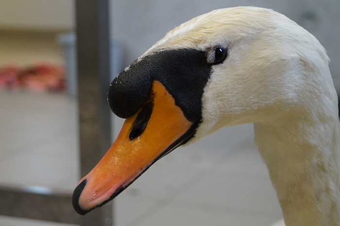 Knobbelzwaan (Cygnus olor)