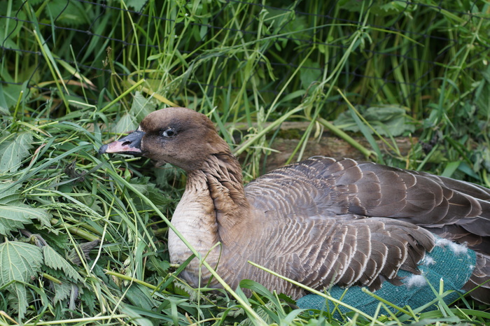 Kleine rietgans (Anser brachyrynchos)