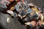 Koolmees (Parus major)