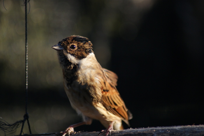 Rietgors (Emberiza schoeniclus)
