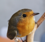 Roodborst (Erithacus rubecola)