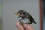 Witte kwikstaart (Motacilla alba)