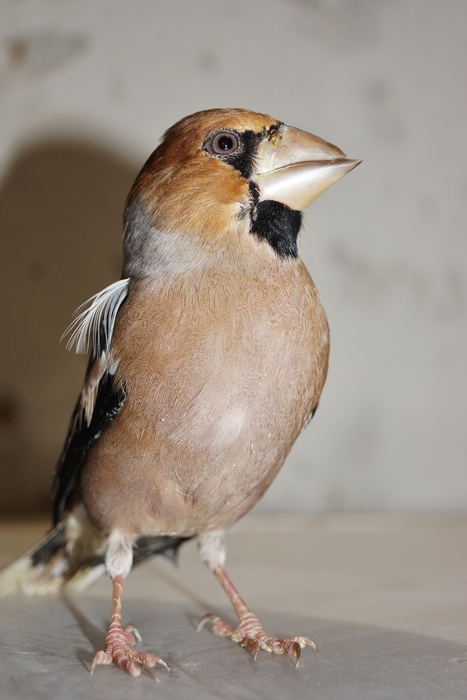 Appelvink (Coccothraustes coccothraustes)