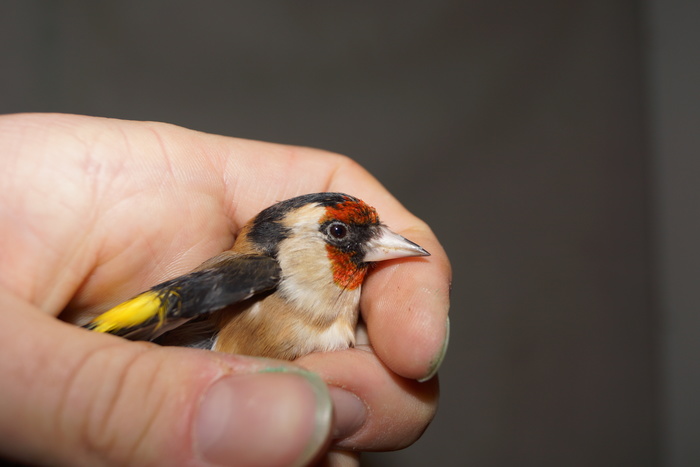 Putter (Carduelis carduelis)