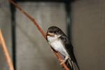 Huiszwaluw (Delichon urbicum)
