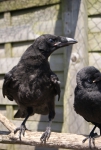 Zwarte kraai (Corvus corone)