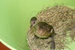 Dodaars (Tachybaptis ruficollis)