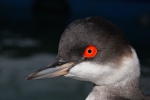 Geoorde fuut (Podiceps nigricollis)