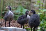 Meerkoet (Fulica atra)